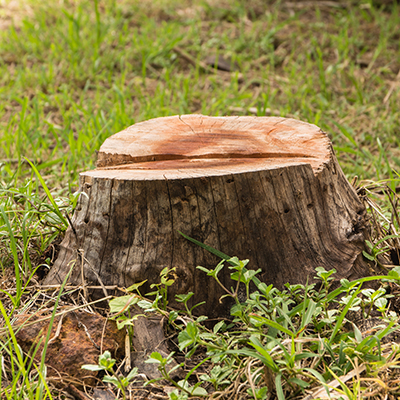 Stump Grinding By Turf Laying Essex